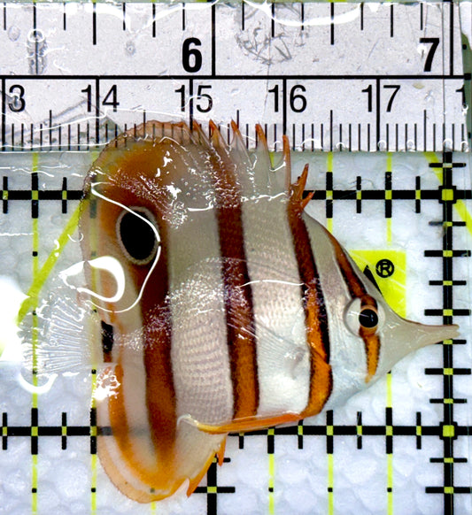 Copperband Butterflyfish CB100501 WYSIWYG Size: Tiny 1.75"