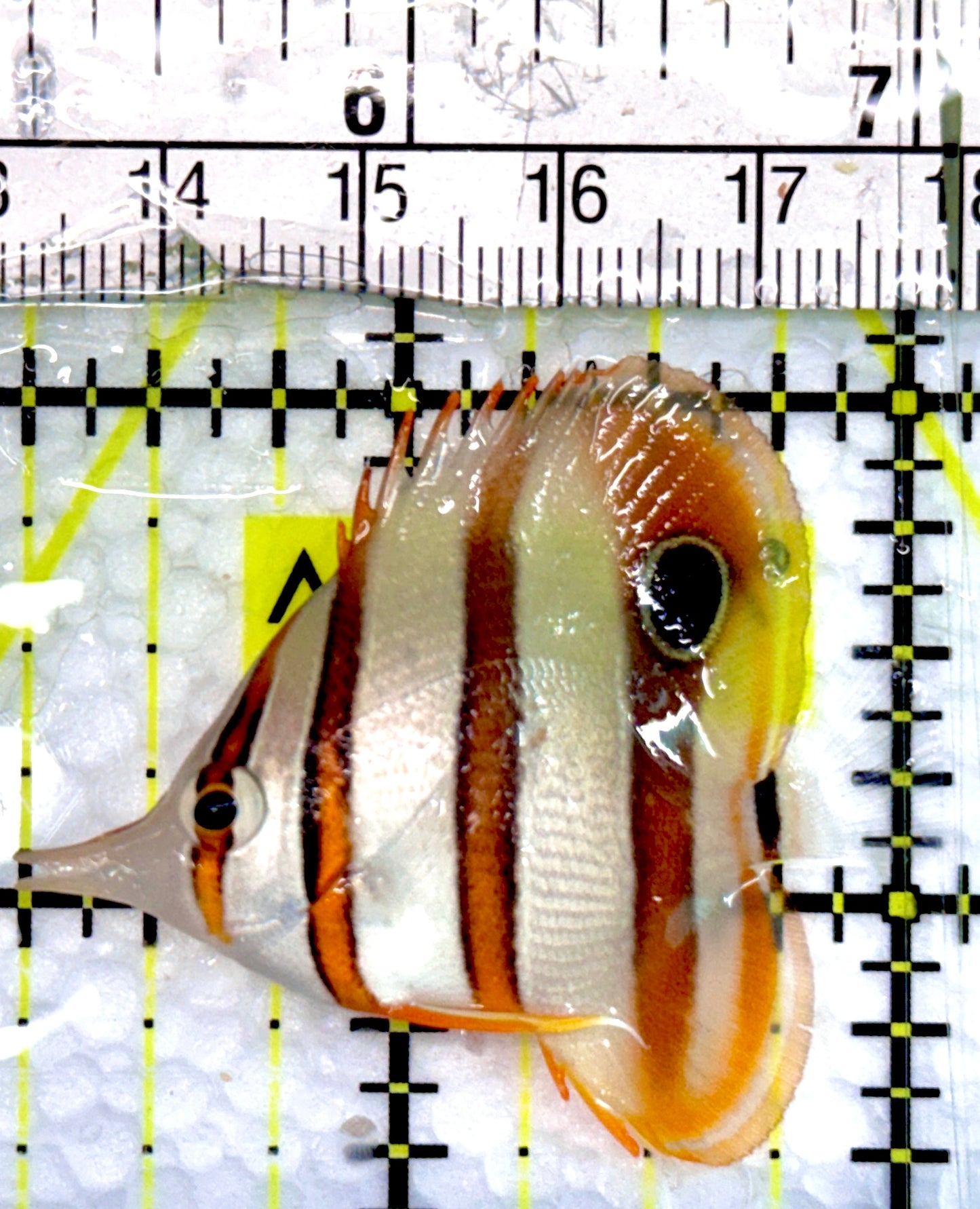 Copperband Butterflyfish CB100501 WYSIWYG Size: Tiny 1.75"