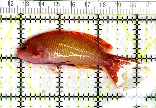 Male Lyretail Anthias (Maldives) MLA080102 WYSIWYG Size: L 3.25"approx