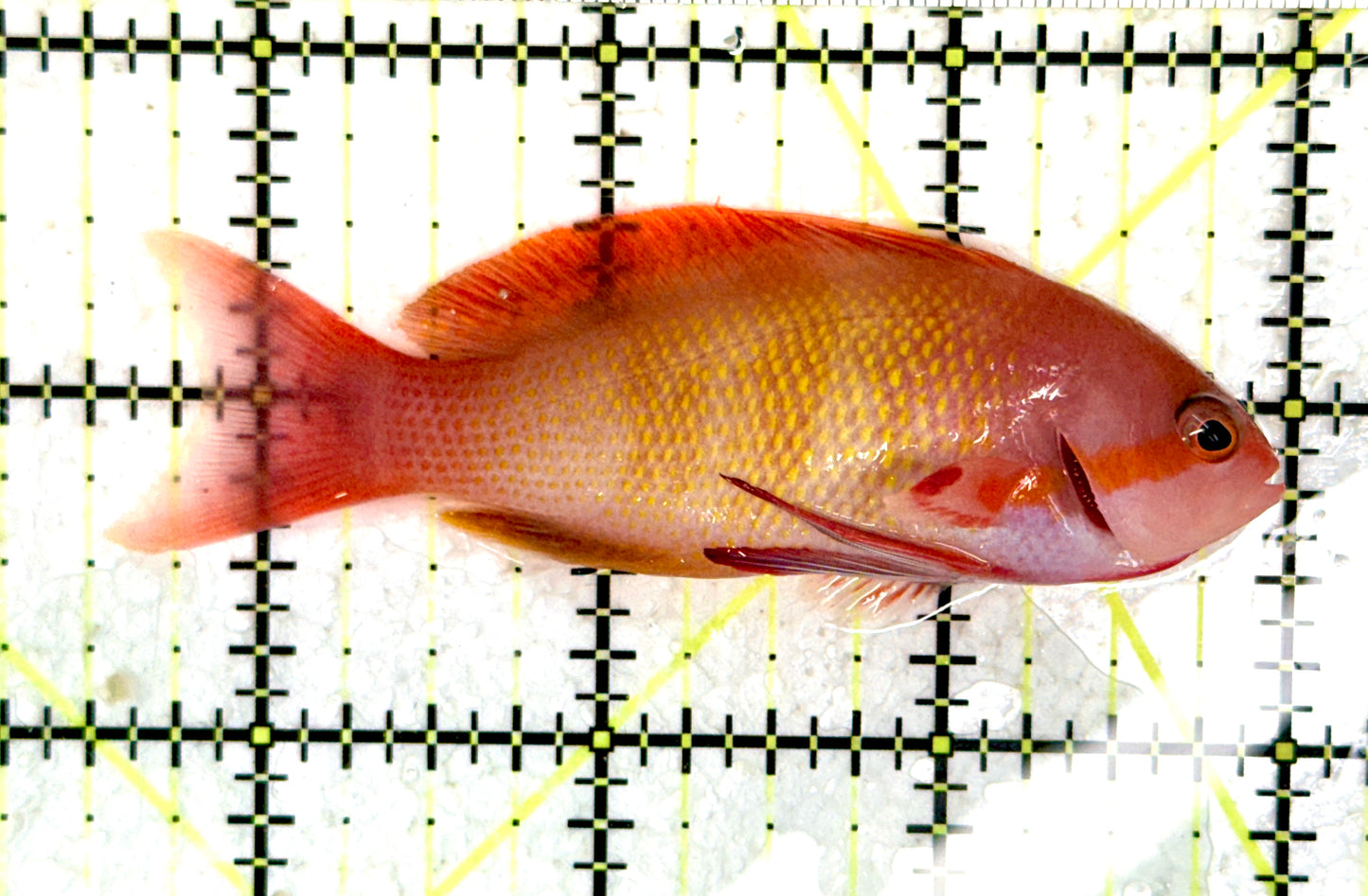 Male Lyretail Anthias (Maldives) MLA080103 WYSIWYG Size: L 3.5"approx