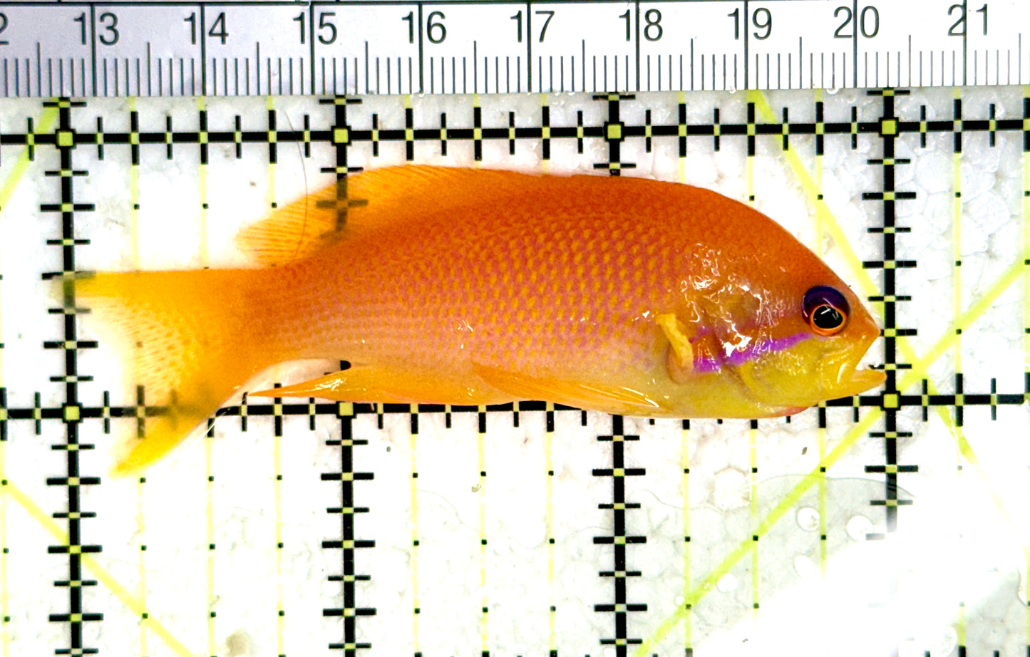 Female Lyretail Anthias (Maldives) FLA080102 WYSIWYG Size: SHOW XXL 3" approx