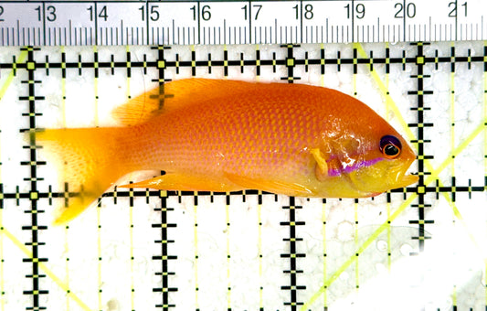 Female Lyretail Anthias (Maldives) FLA080102 WYSIWYG Size: SHOW XXL 3" approx