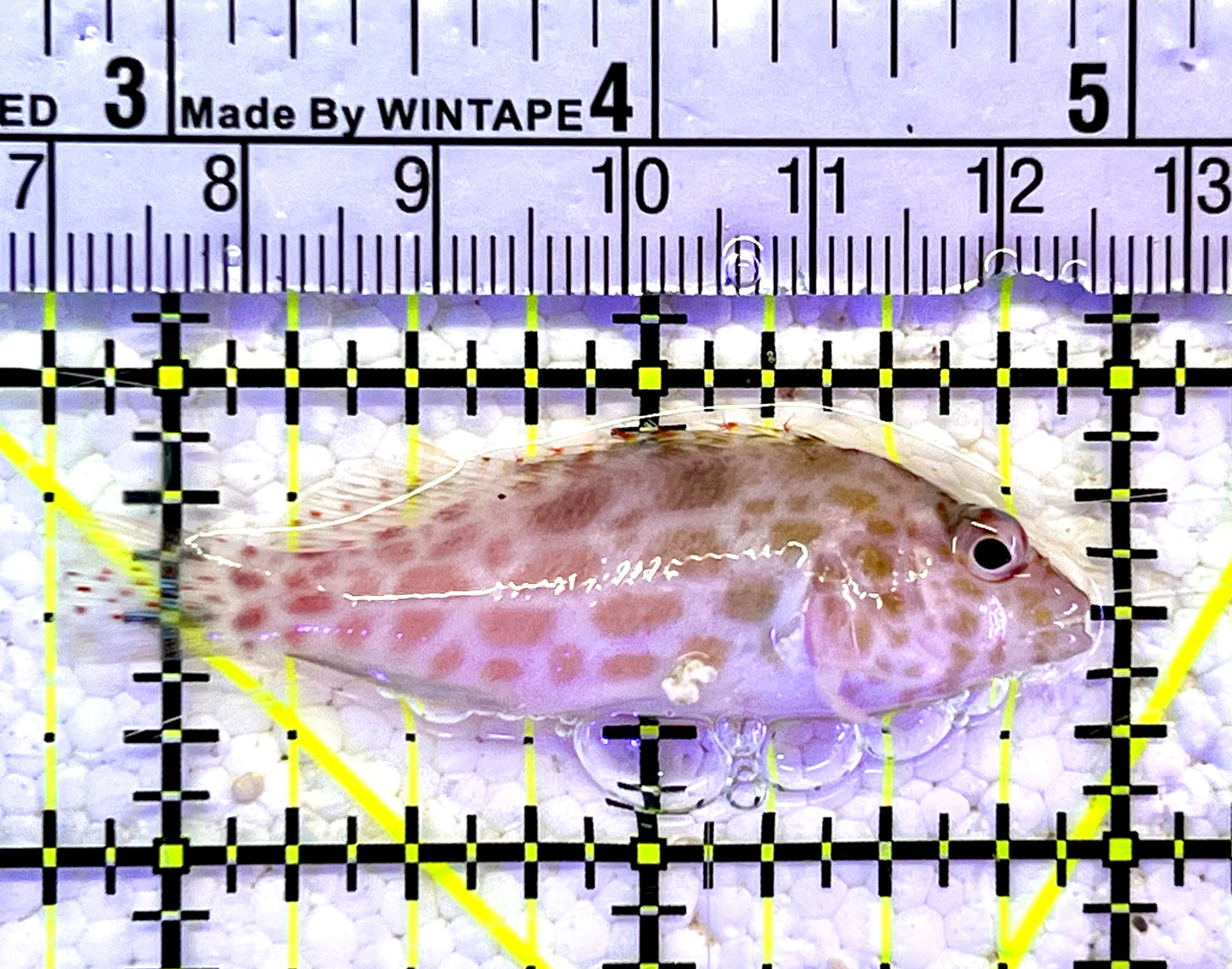 Falco Hawkfish FHF060801 WYSIWYG Size: M 2.25"