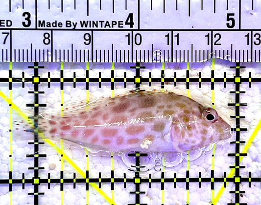 Falco Hawkfish FHF060801 WYSIWYG Size: M 2.25"