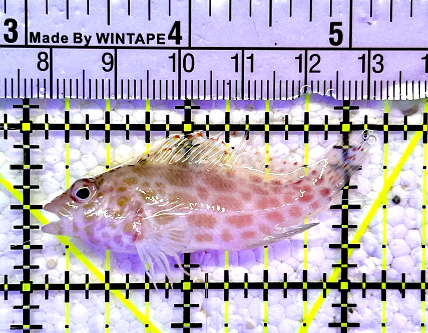 Falco Hawkfish FHF060801 WYSIWYG Size: M 2.25"