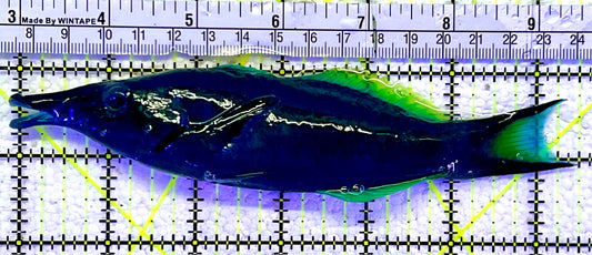 Green Bird Wrasse GBW060801 WYSIWYG Size: XL 6.5"