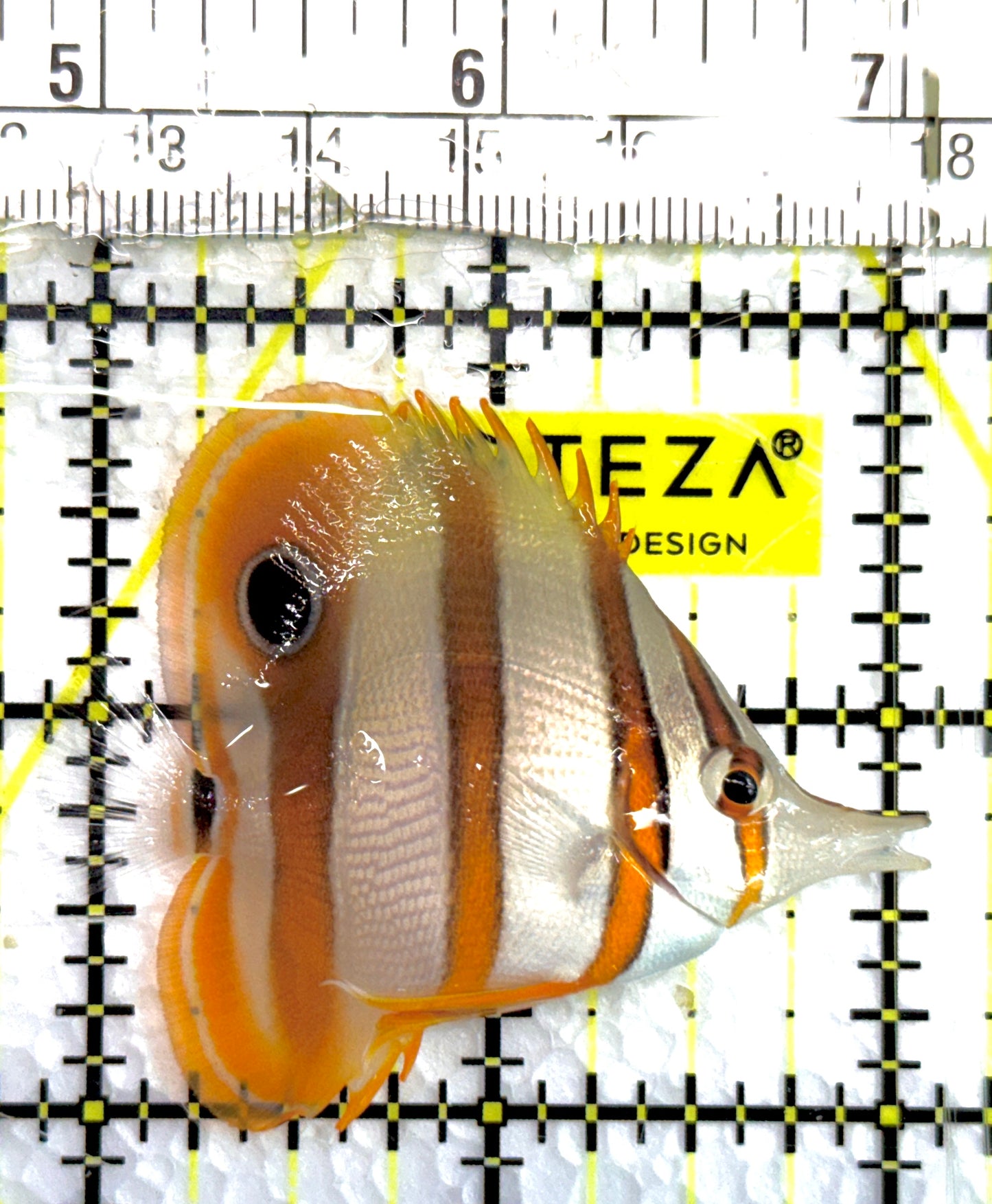 Copperband Butterflyfish CB100602 WYSIWYG Size: S 2.25" approx