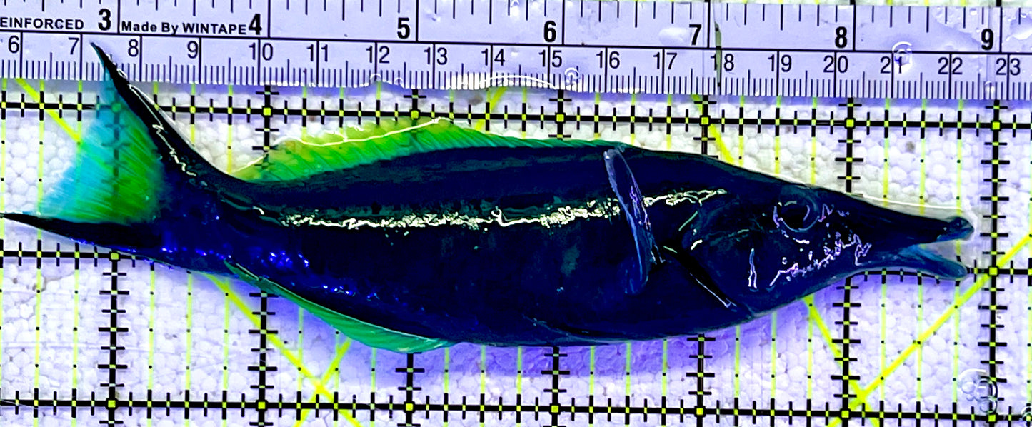 Green Bird Wrasse GBW060801 WYSIWYG Size: XL 6.5"
