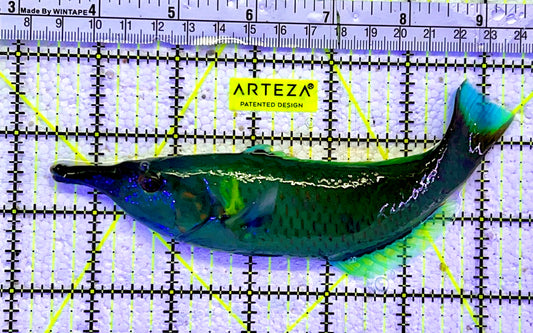 Green Bird Wrasse GBW060802 WYSIWYG Size: XL 6.5"