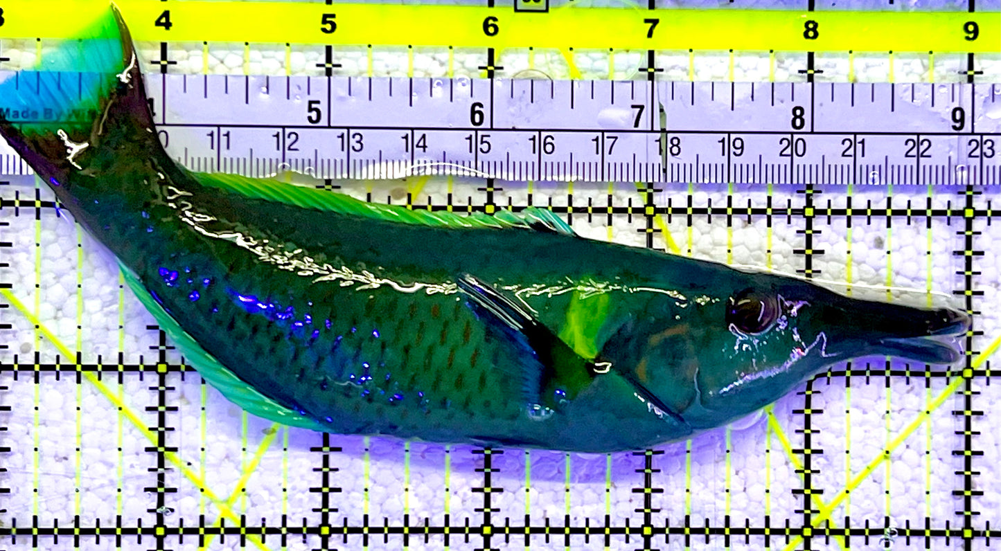 Green Bird Wrasse GBW060802 WYSIWYG Size: XL 6.5"