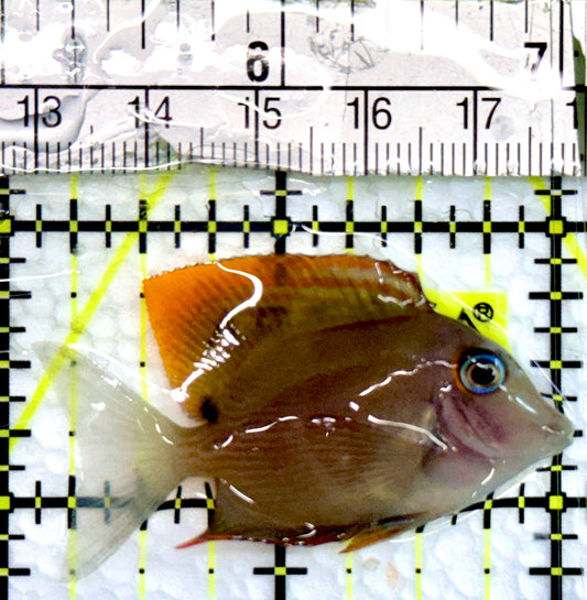 Flame Fin Tomini Tang FTT100502 WYSIWYG  Size: S 2"