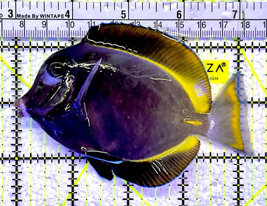 Gold Rim Tang GRT060801 WYSIWYG Size: L 4.25"