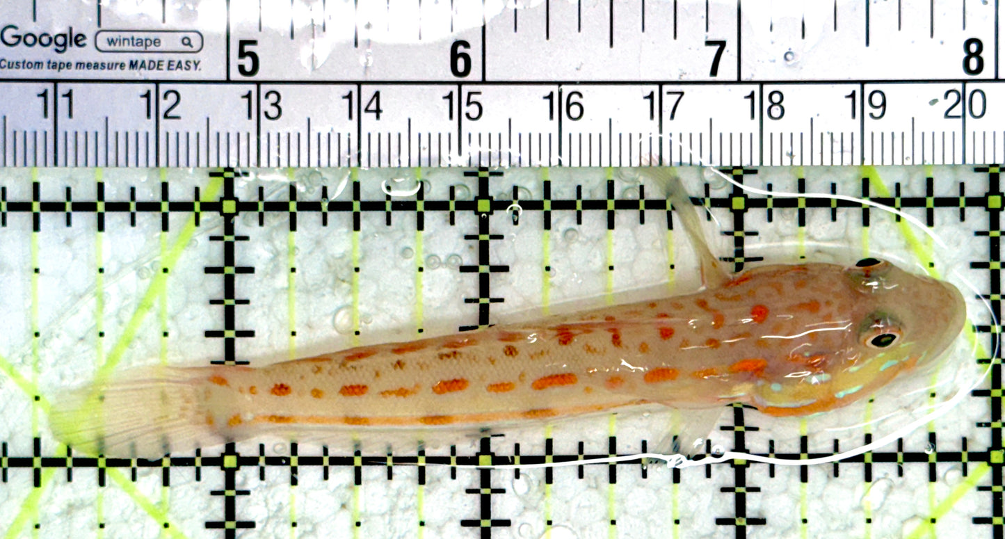 Diamond Watchman Goby DWG080102 WYSIWYG Size: L 3.75"