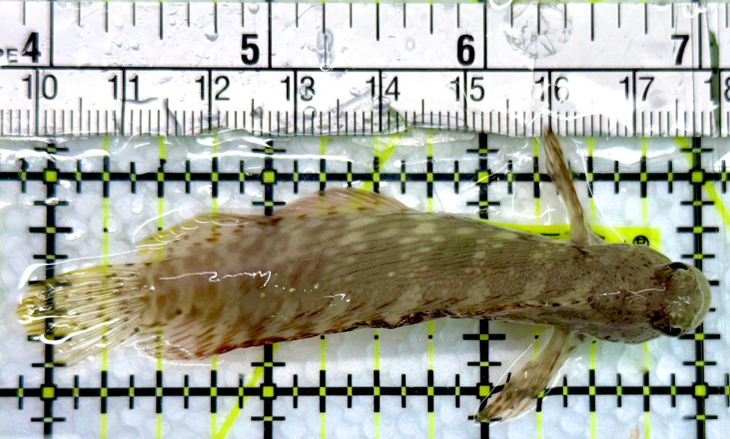 Lawnmower Blenny LB100503 WYSIWYG Size: M 3"