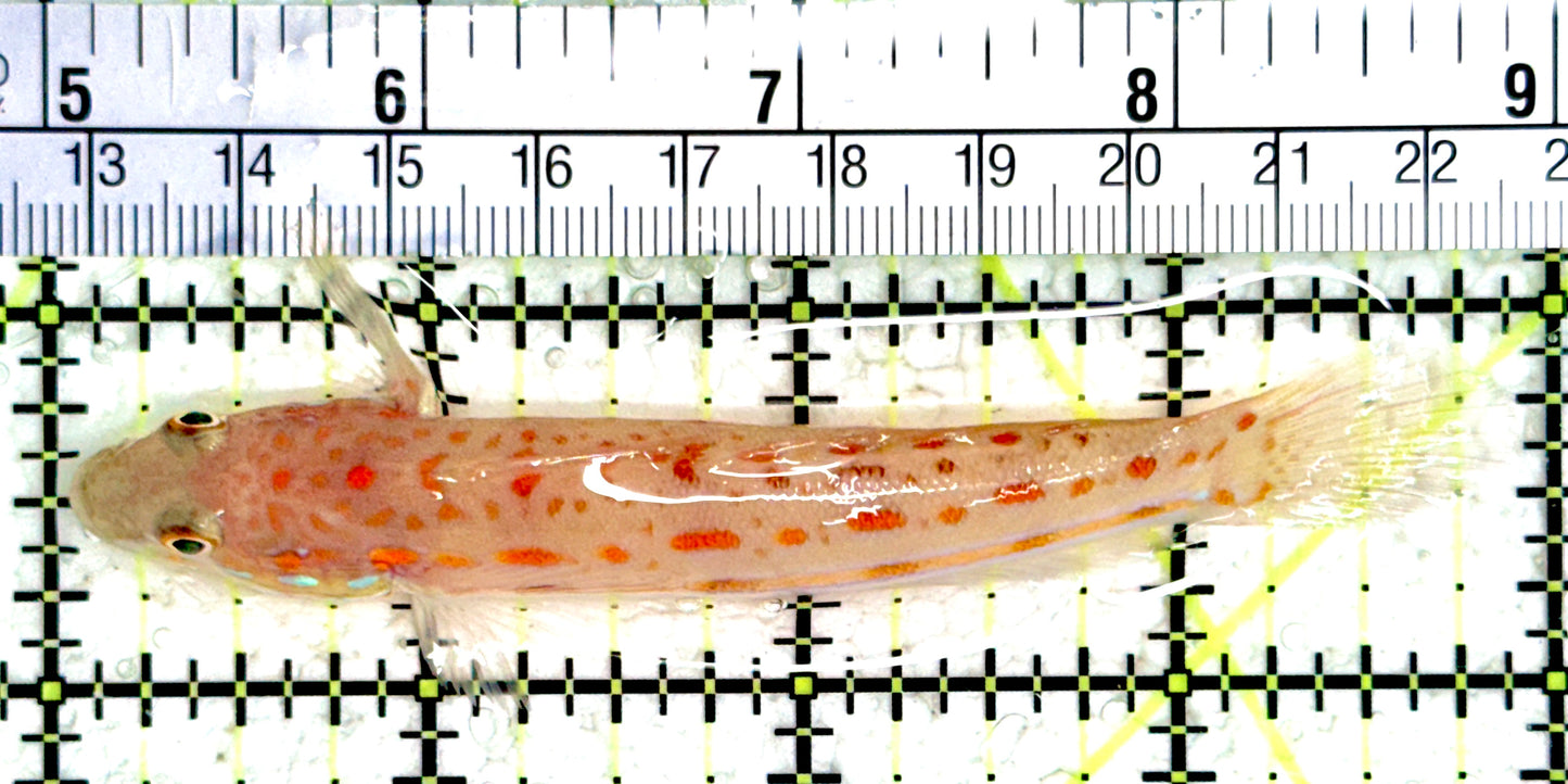 Diamond Watchman Goby DWG080103 WYSIWYG Size: L 4"