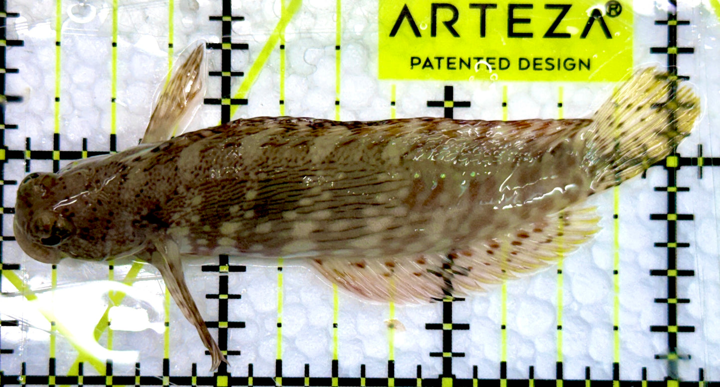 Lawnmower Blenny LB100503 WYSIWYG Size: M 3"