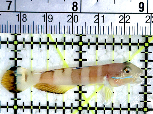 Tiger Wardi Goby TWG080101 WYSIWYG Size: 2.25"