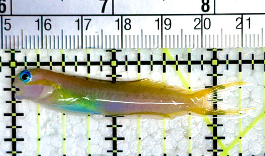 Golden Midas Blenny Africa GMBA080102 WYSIWYG Size: L 2.25"