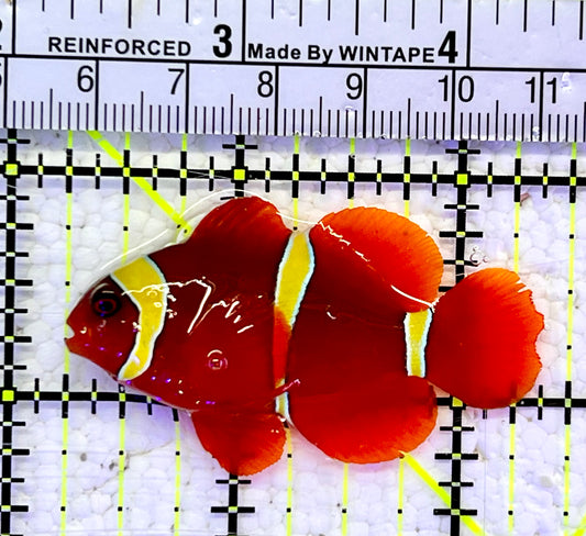 Gold Bar Maroon Clownfish Bali Grade A (Wild Caught) GMC060801 WYSIWYG Size: ML 2.25”