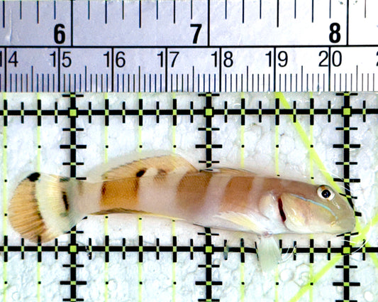 Tiger Wardi Goby TWG080102 WYSIWYG Size: 2.5"