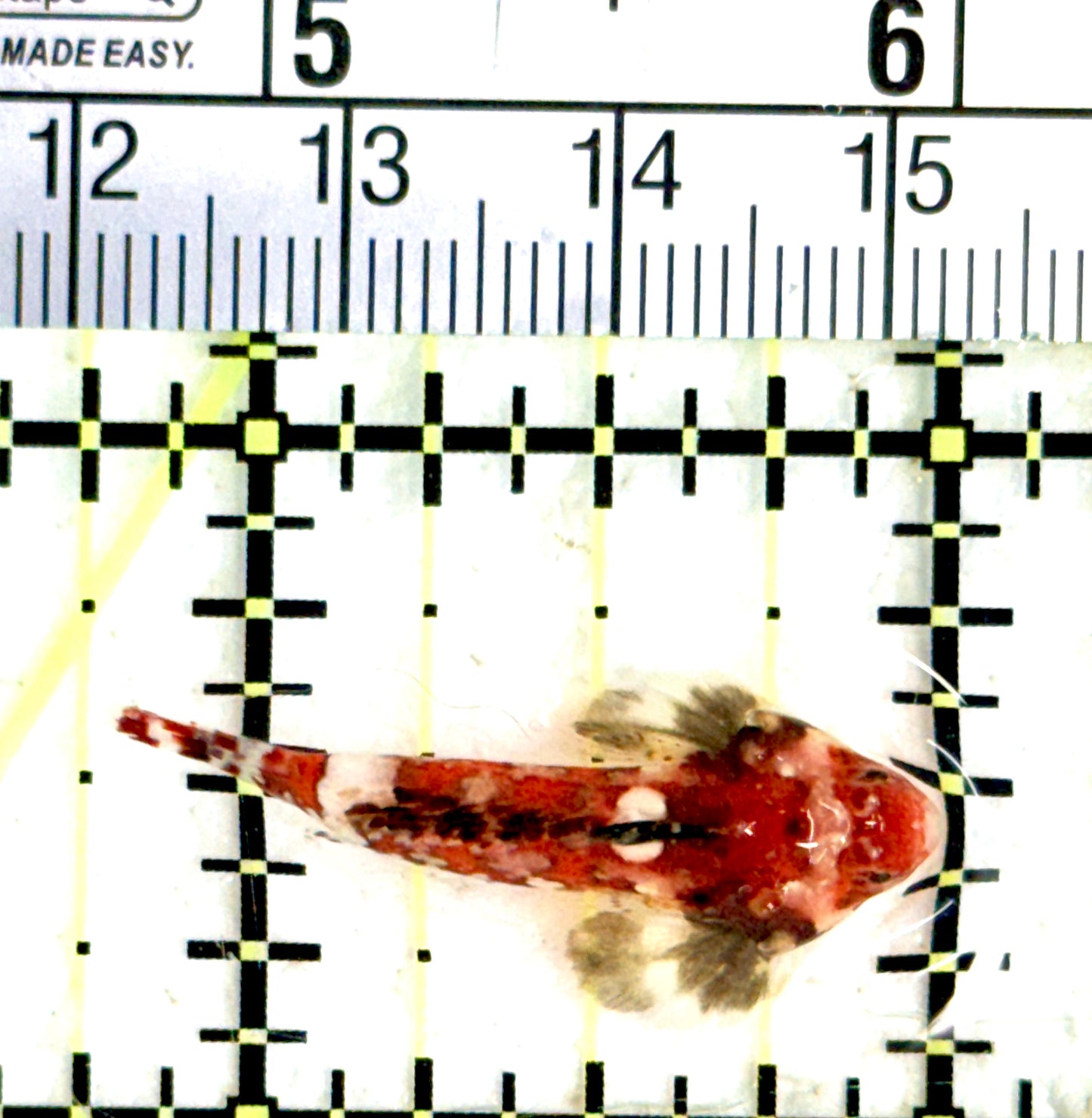 Red Scooter Dragonet (Maldives Bright Red) RSD080101 WYSIWYG Size: M 1.5" approx