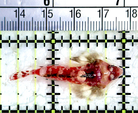 Red Scooter Dragonet (Maldives Bright Red) RSD080102 WYSIWYG Size: L 1.5"