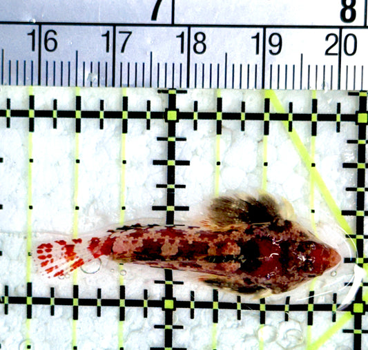 Red Scooter Dragonet (Maldives Bright Red) RSD080103 WYSIWYG Size: XL 1.75"