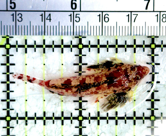 Red Scooter Dragonet (Maldives Bright Red) RSD080104 WYSIWYG Size: XL 2"