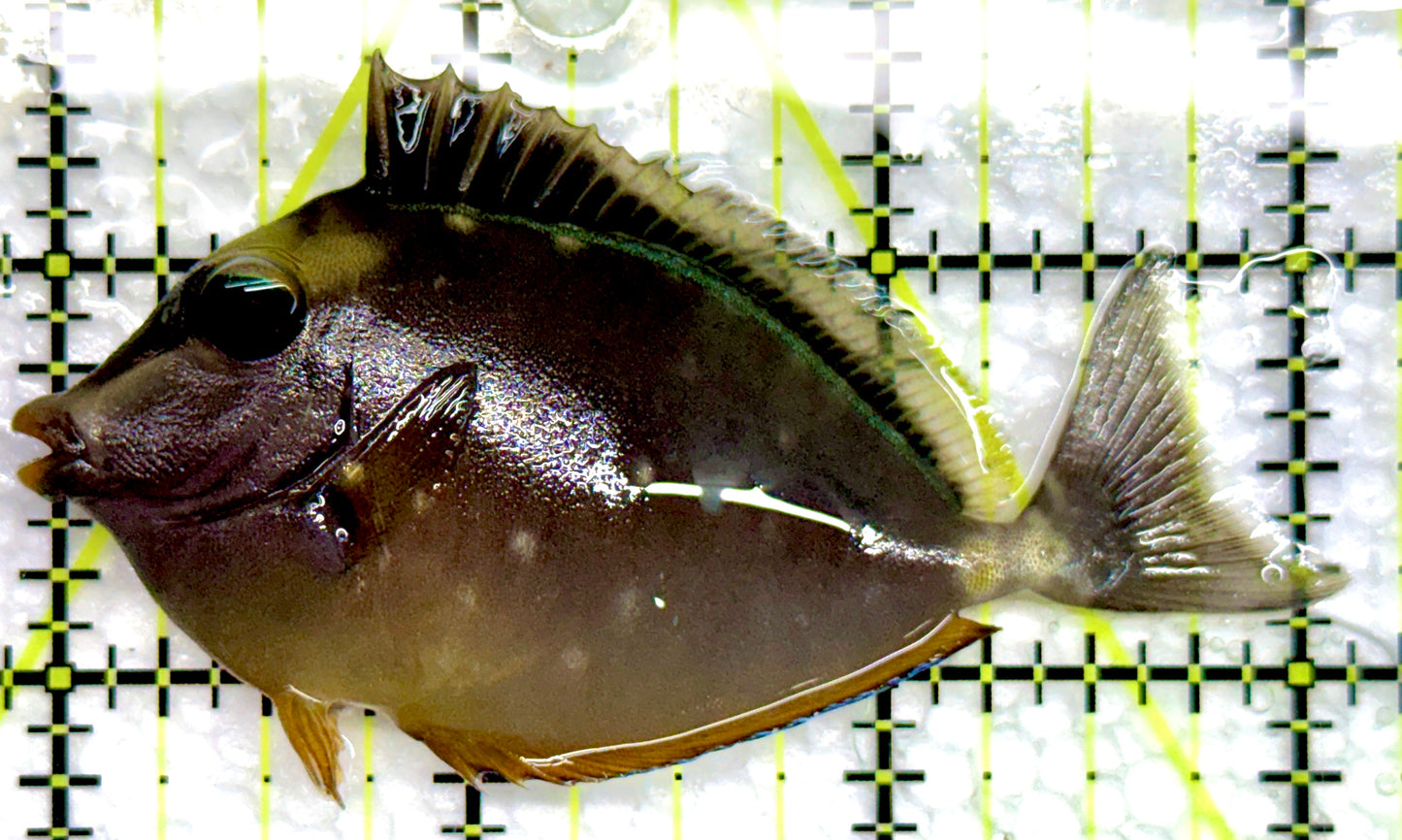 Naso Tang NT100501 WYSIWYG Size: S 3"