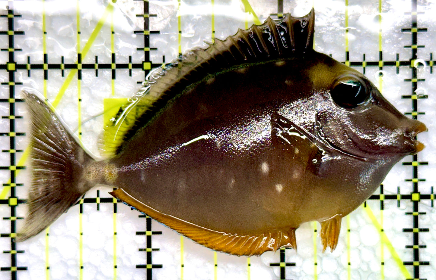 Naso Tang NT100501 WYSIWYG Size: S 3"