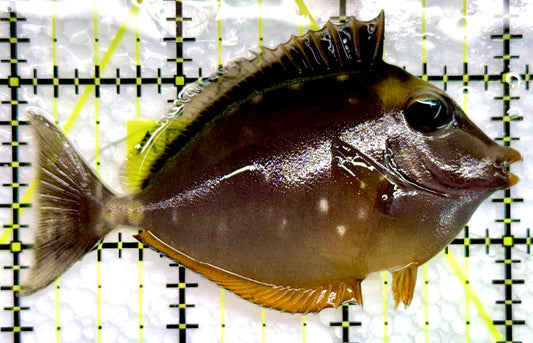 Naso Tang NT100501 WYSIWYG Size: S 3"