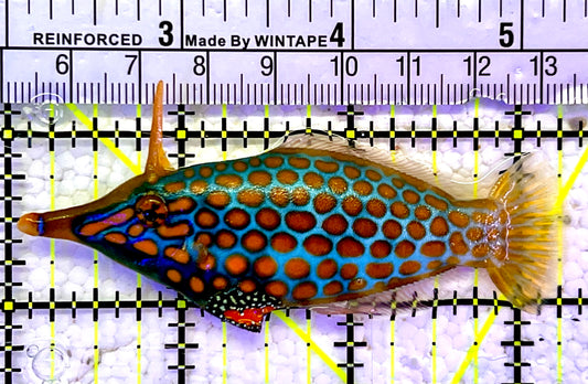 Orange Spotted Filefish OSF061102 WYSIWYG Size: 3.25”