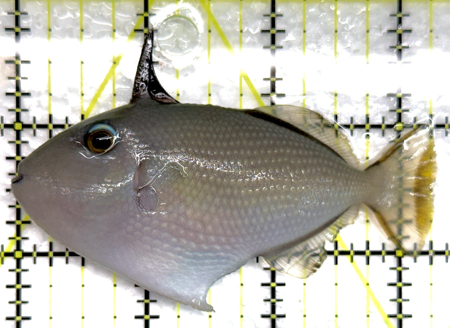 Female Blue Throat Triggerfish (Reefsafe) FBTT100601 WYSIWYG Size: M 3.25" approx