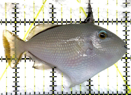Female Blue Throat Triggerfish (Reefsafe) FBTT100601 WYSIWYG Size: M 3.25" approx