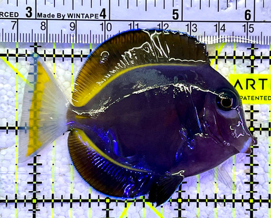 Gold Rim Tang GRT060802 WYSIWYG Size: ML 3.25"