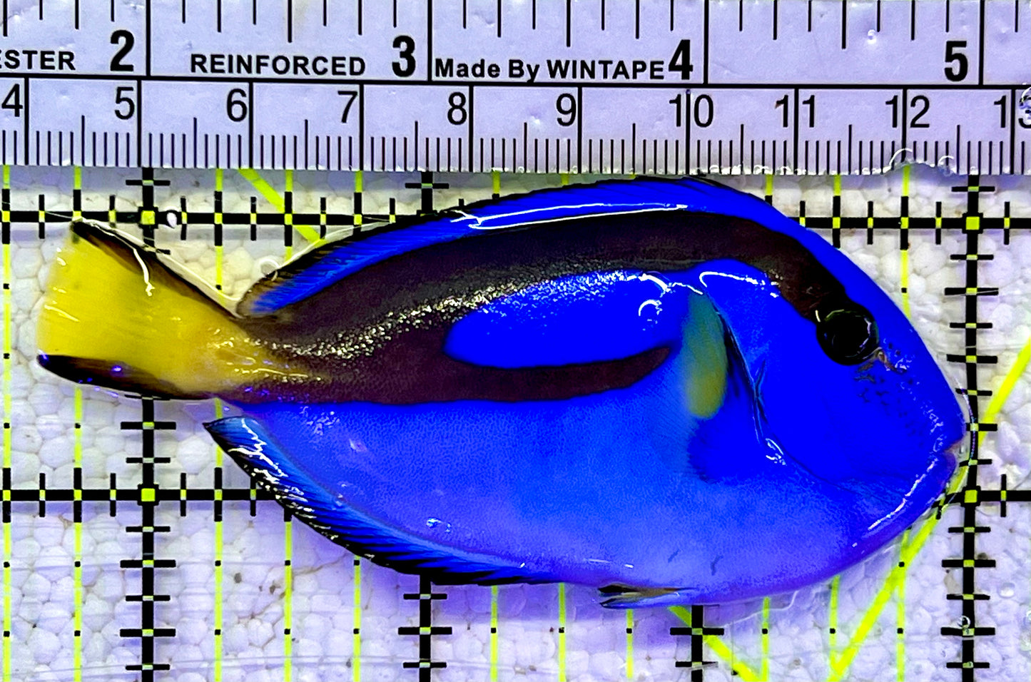 Blue Hippo Tang BHT060907 WYSIWYG Size: M 3.5”