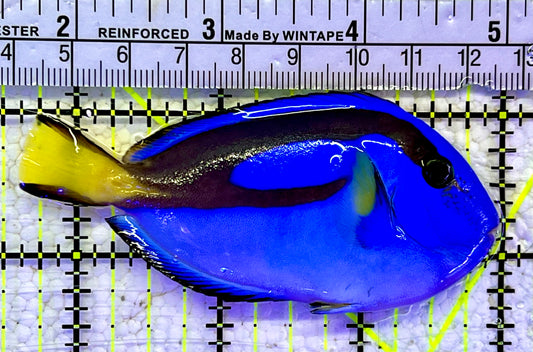 Blue Hippo Tang BHT060907 WYSIWYG Size: M 3.5”