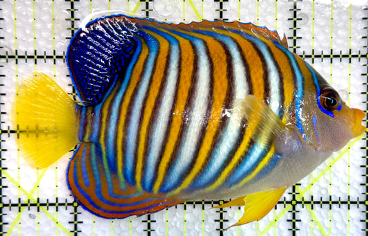 Regal Angelfish RA100501 WYSIWYG Size: L 5"