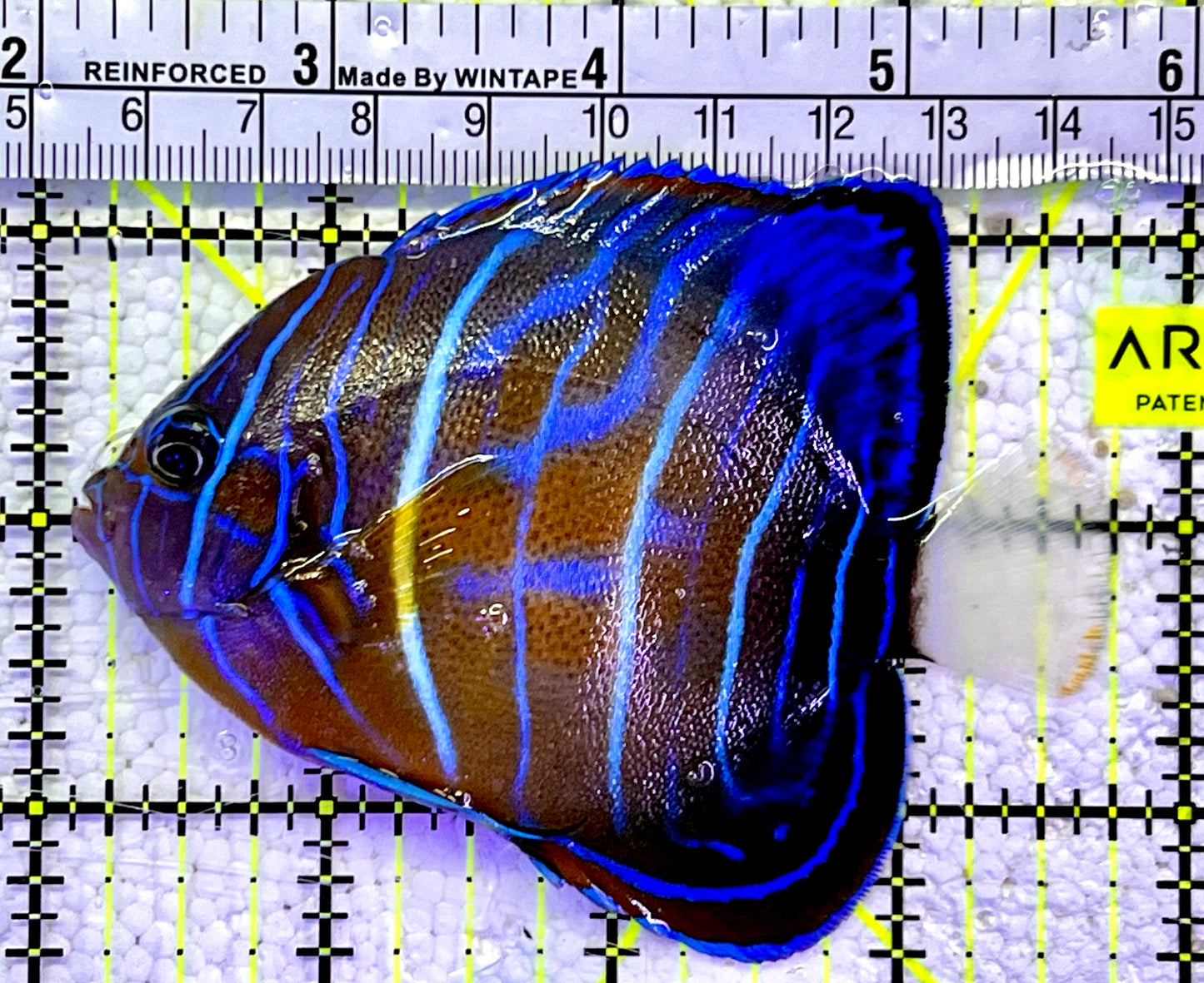 Blue Ring Angelfish Adult BRA060801 WYSIWYG Size: S 3.75"