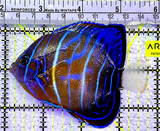Blue Ring Angelfish Adult BRA060801 WYSIWYG Size: S 3.75"