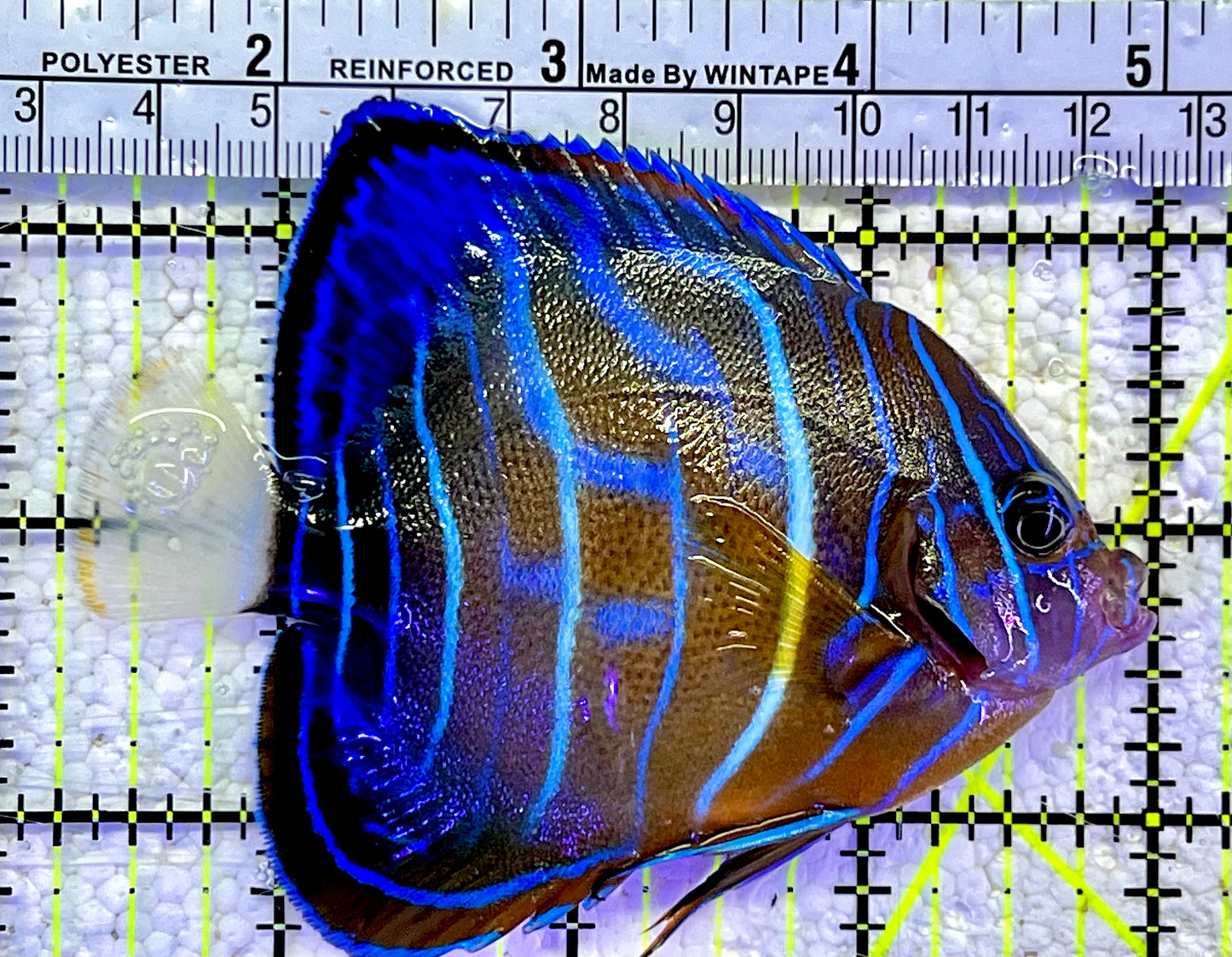 Blue Ring Angelfish Adult BRA060801 WYSIWYG Size: S 3.75"