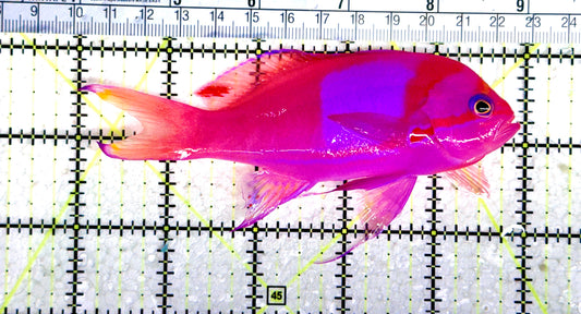 Squareback Anthias (Male) SA080303 WYSIWYG Size: L 5" approx