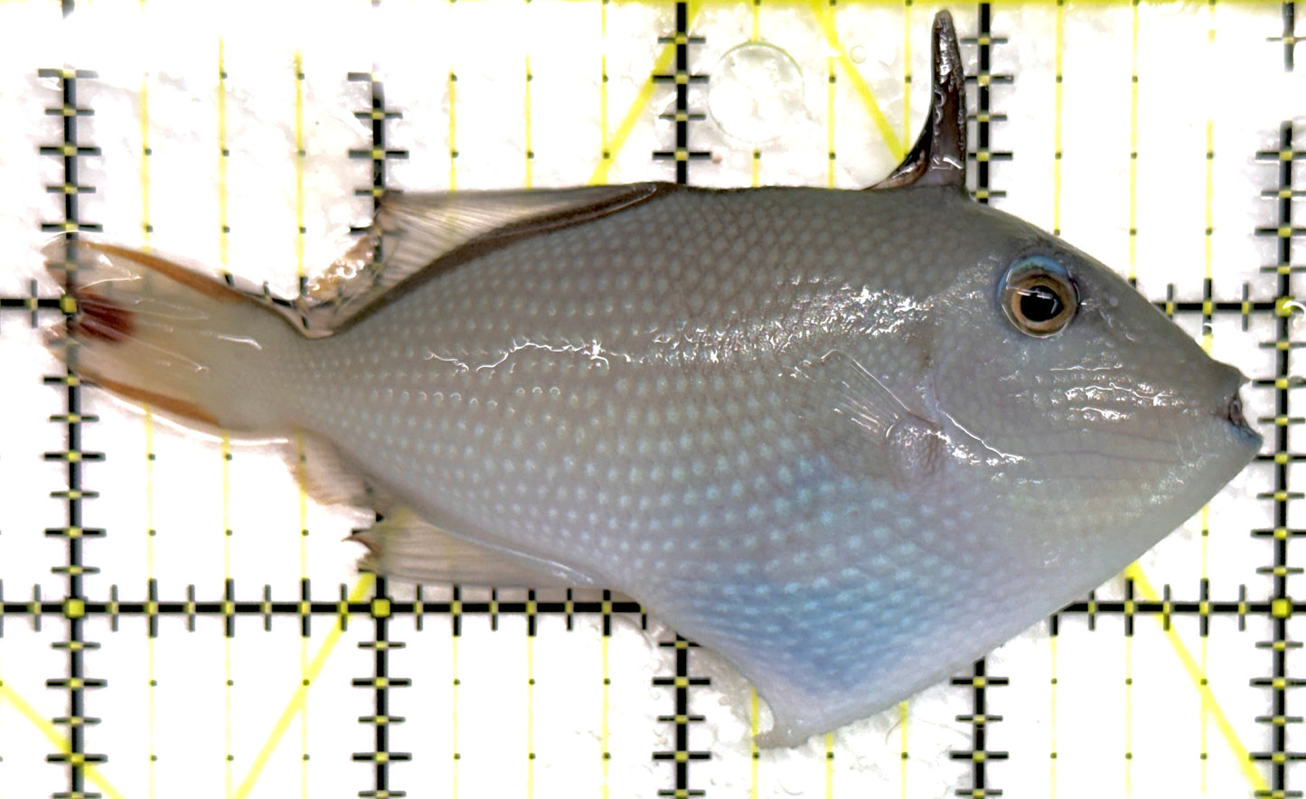Female Blue Throat Triggerfish (Reefsafe) FBTT100602 WYSIWYG Size: ML 4.25" approx