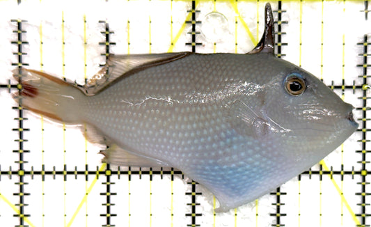 Female Blue Throat Triggerfish (Reefsafe) FBTT100602 WYSIWYG Size: ML 4.25" approx
