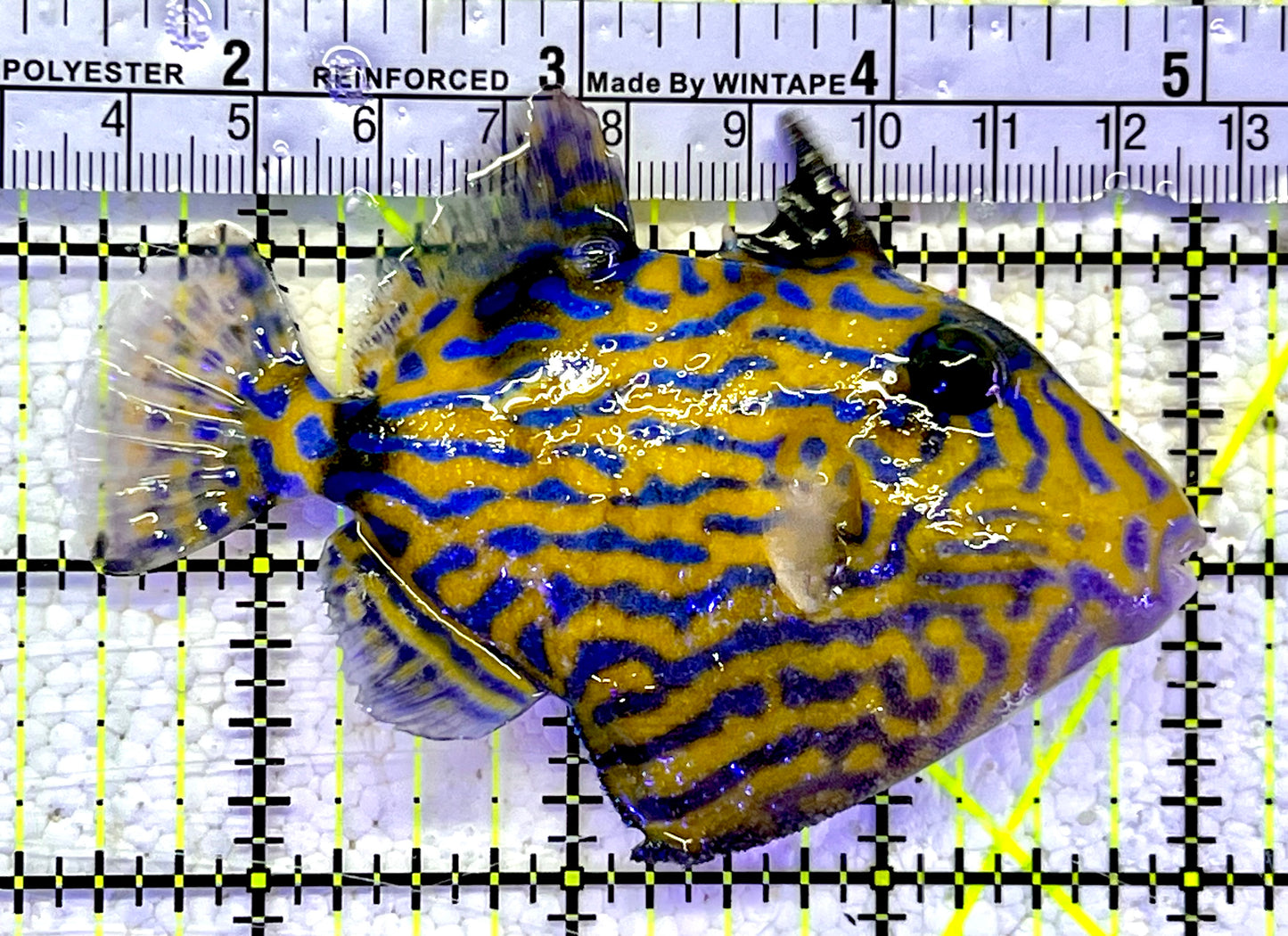 Blueline Triggerfish BTF060801 WYSIWYG Size: M 3.5"