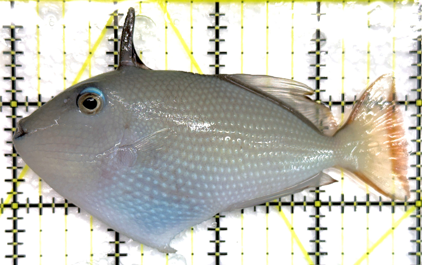 Female Blue Throat Triggerfish (Reefsafe) FBTT100602 WYSIWYG Size: ML 4.25" approx