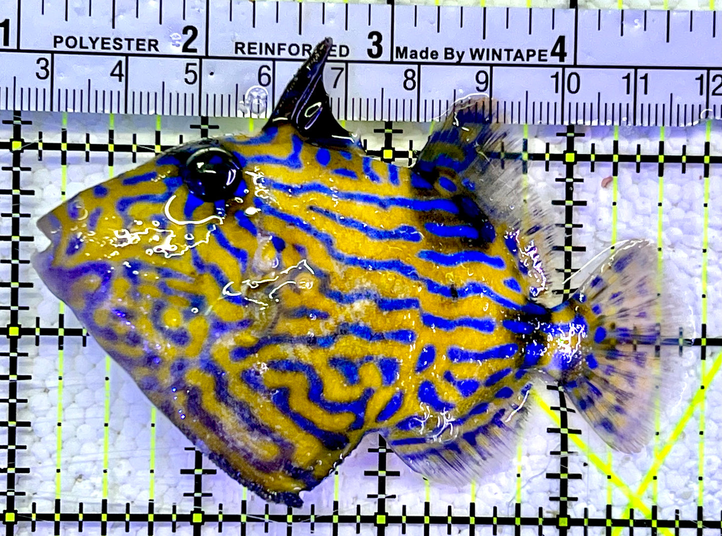 Blueline Triggerfish BTF060801 WYSIWYG Size: M 3.5"