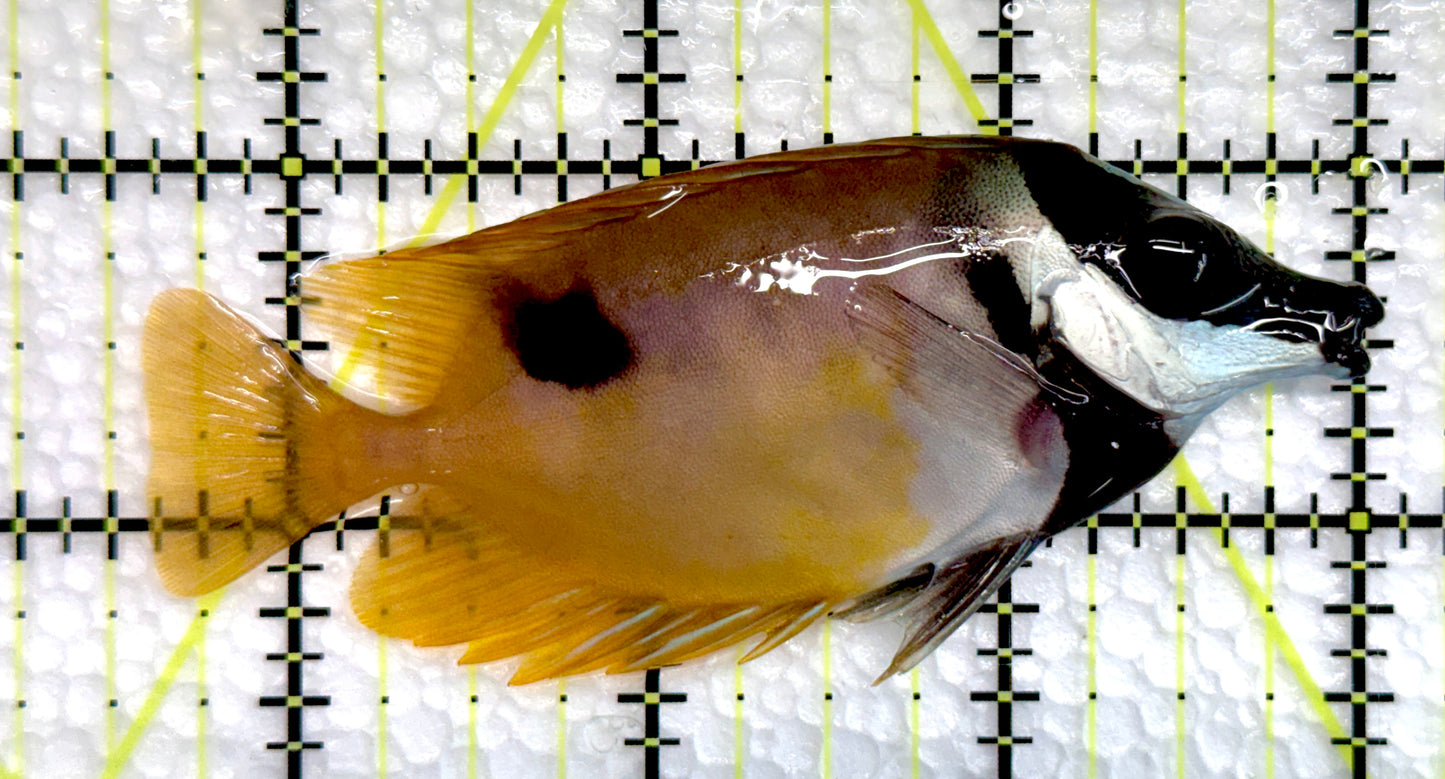 Onespot Foxface OF100501 WYSIWYG Size: M 3.5"