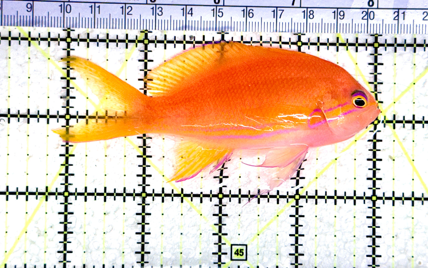 Squareback Anthias (Female) SA080303 WYSIWYG Size: L 4" approx