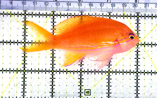 Squareback Anthias (Female) SA080303 WYSIWYG Size: L 4" approx